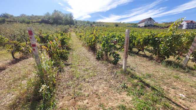 Running for wine in Župa
