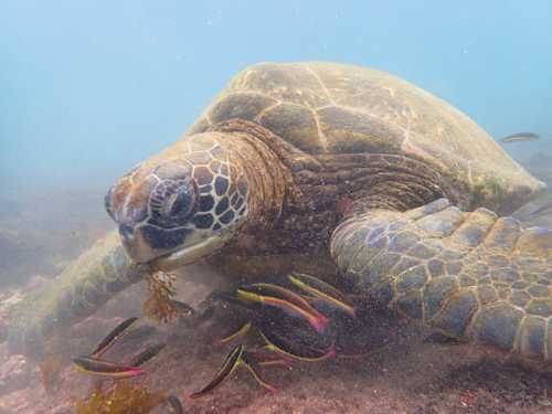 A week on the Galapagos