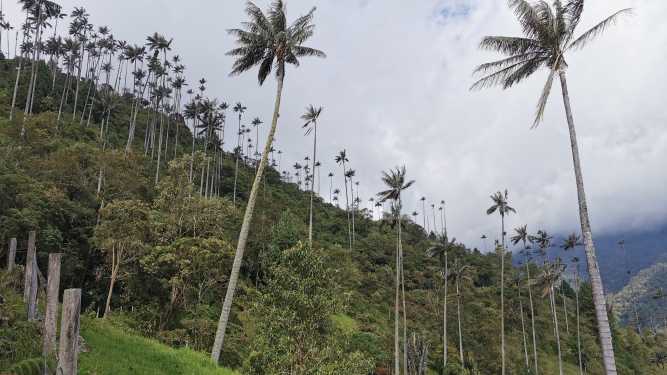 Hiking Cocora Valley