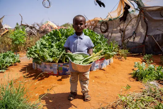 Somalia: Apoyo a las familias que padecen hambre y desplazadas