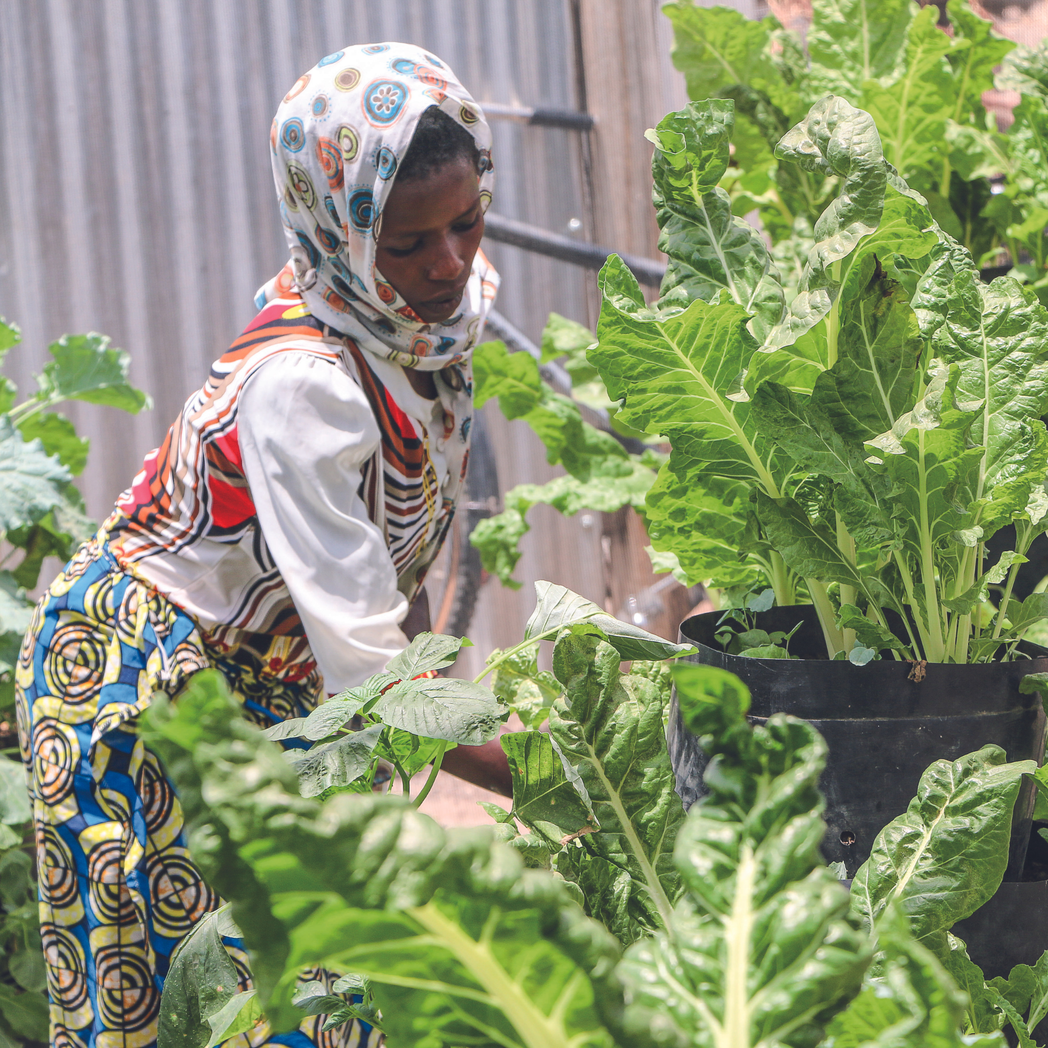 Help families grow their own food in Kenya