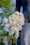 david austin florametz milles fleurs new roses-16