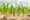 Havenaar Amaryllis 2024 LR-72