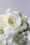 david austin florametz milles fleurs new roses masterpieces (93)
