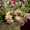 Orchideen Nederland LR-15