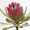 Protea barbigera tak FM11748238-033