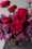 david austin florametz milles fleurs new roses masterpieces (47)