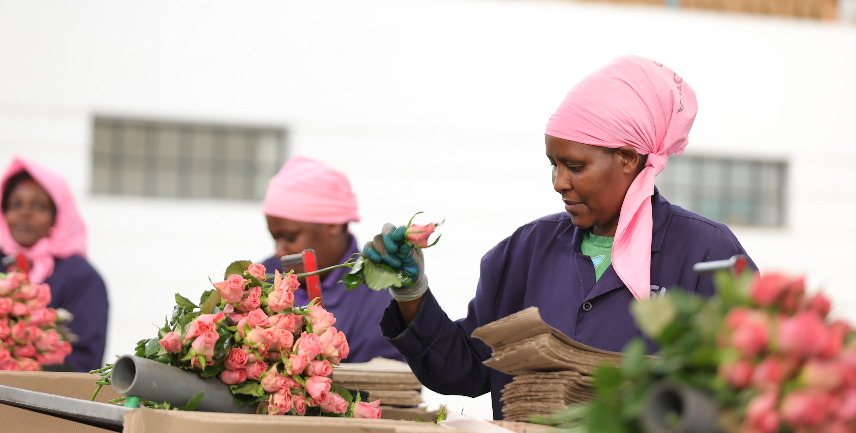 Discover the secret behind growing African roses! — FleuraMetz (en-US)