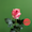 This is a Magic Times rose from Ecuador with a cream and pink bicolor splash.