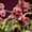 Orchideen Nederland LR-9