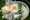 Masterpieces no filter DAR Richelle Vervoorn LR-6