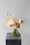 david austin florametz milles fleurs new roses masterpieces (148)