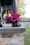 david austin florametz milles fleurs new roses-109