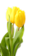 Fête des Grands-mères - Tulipe Strong Gold