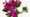 Dianthus barbatus Lord Breanthus detail vbn111722 rhs064C FM12179091-013