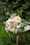 Masterpieces no filter DAR Richelle Vervoorn LR-2