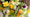 Photo Bouquet FDGM