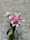 Lily of the Valley 02