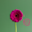 This is a purple Gerbera Daisy.