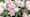 Hochzeit festival Rose Lily LR-2