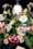 taggen @grace and flowers en @flora and grace (9)