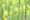 Havenaar Amaryllis 2024 LR-60