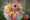 Lena H f florieren pjk6214d