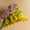 Cymbidium LR-1
