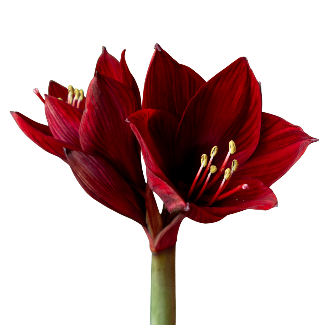 Ontwerp zonder titel (19)