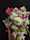 IMG-20260417-WA0015