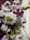 IMG-20260417-WA0019