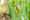 Havenaar Amaryllis 2024 LR-24