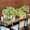 Taggen @ hiddengardenflowers (4)