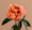 rose-composition-florale-toussaint