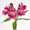 Alstroemeria Casanova detail vbn120402 rhsN074B FM11650261-3170