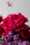 david austin florametz milles fleurs new roses masterpieces (79)