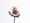 Anemone