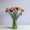 Dianthus-info mixbos LR-57