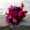 Taggen@ milles fleurs (278)