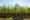 Cover crops