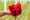 Havenaar Amaryllis 2024 LR-51