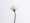Allium