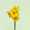 Narcissus