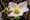 Helleborus | Header
