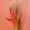 Bright Vivid bloemen LR-1