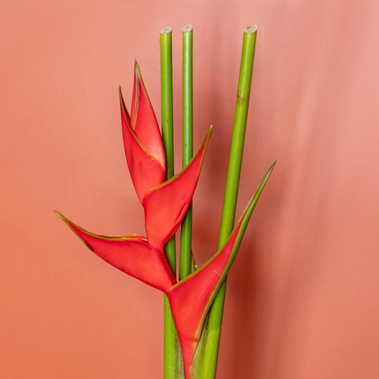 Bright Vivid bloemen LR-1