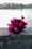 david austin florametz milles fleurs new roses-118