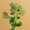 Bloomscape augustus LR-36