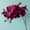 Blooscape December 2025 LR-124