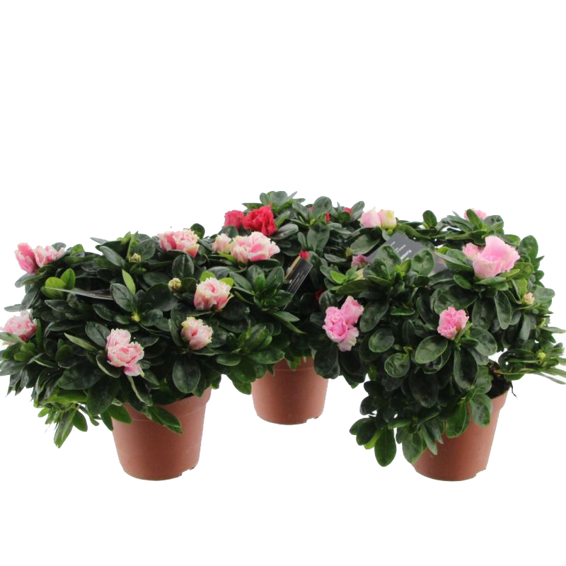 Rhododendron png/ Cloet